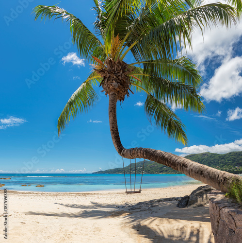Fototapeta Naklejka Na Ścianę i Meble -  Palm tree on tropical beach in Seychelles, Mahe island. 