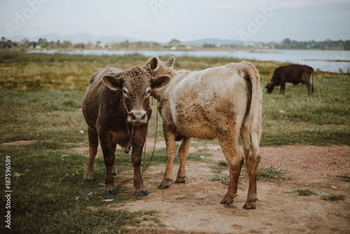 Cow on pasture during autumn morning. brown color tone photo   