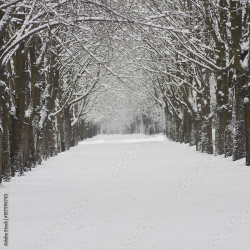 snow-covered city street. Winter season. Trees covered with snow.