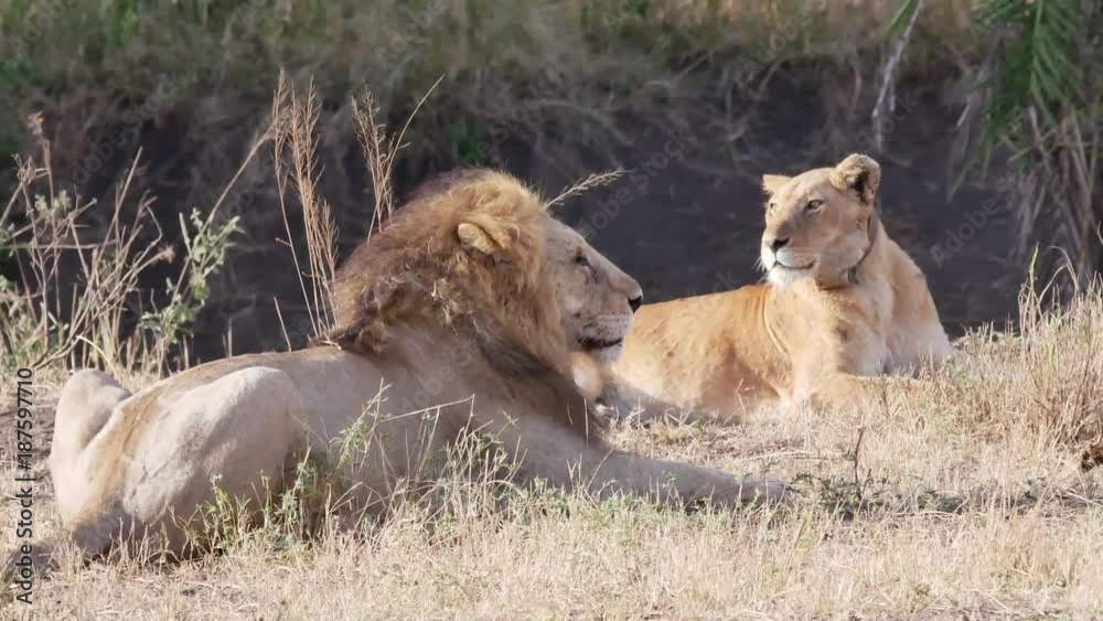 Lion and Lioness lying together in the Serengeti National Park, Tanzania Lion and Lioness lying together in the Serengeti National Park, Tanzania