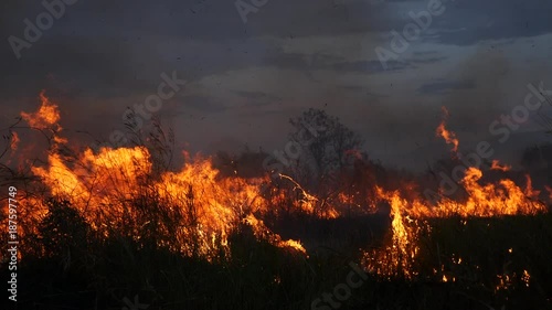 Burning grass of the field at night.