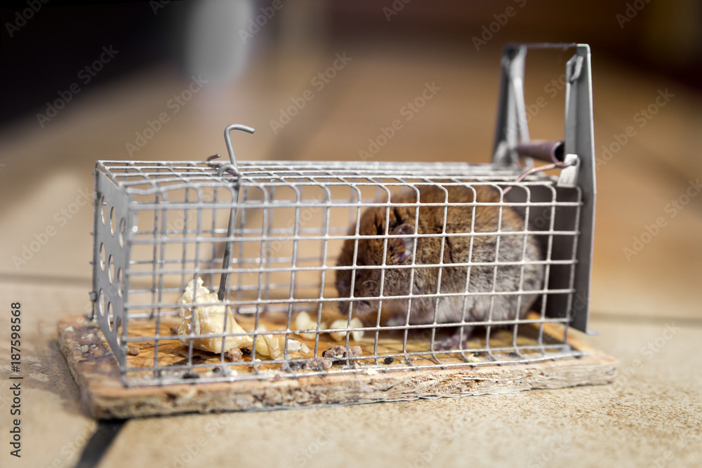 Maus ist in Mausefalle gefangen, Lebendfalle oder Kastenfalle in der Küche  Photos