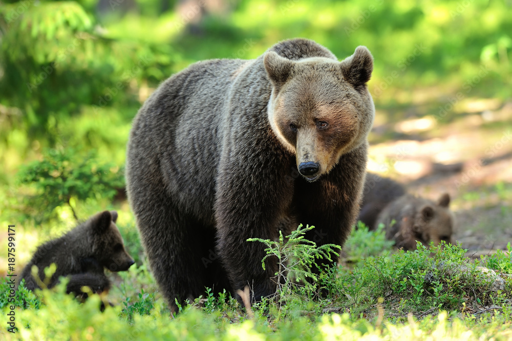 Bear with cubs in forest. Mother bear with cubs. Momma bear with cubs. Bear family in forest. Bear with cubs in forest. Mother bear with cubs. Momma bear with cubs. Bear family in forest.