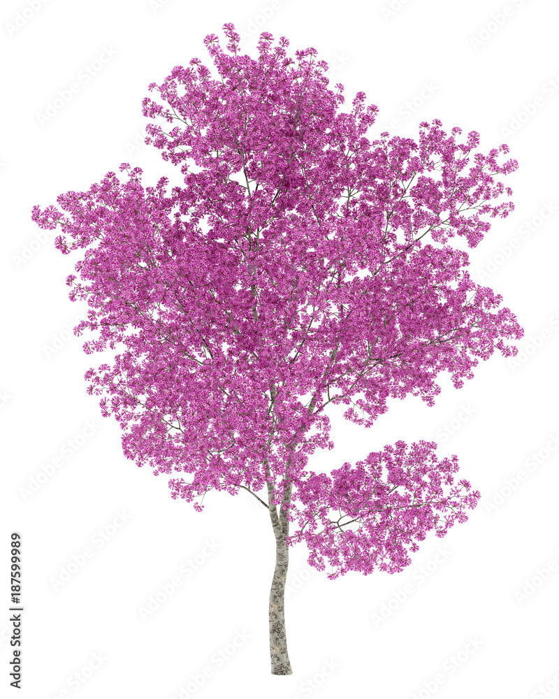 Obraz premium red lapacho tree isolated on white background