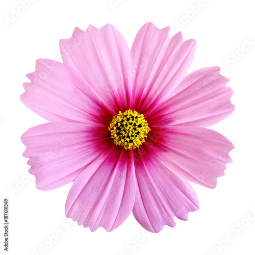 Beautiful pink cosmos flower isolated on white background with clipping path.