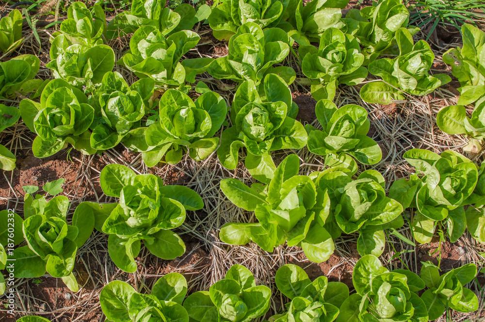Red leaf lettuce and green leaf lettuce in row in vegetable garden Red leaf lettuce and green leaf lettuce in row in vegetable garden
