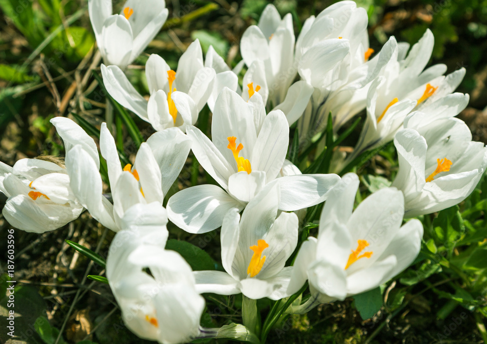 White crocus flowers bloom in the sunlight of a spring garden.