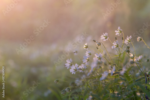 Small white flowers in the meadow abstract background. Macro image with small depth of field.