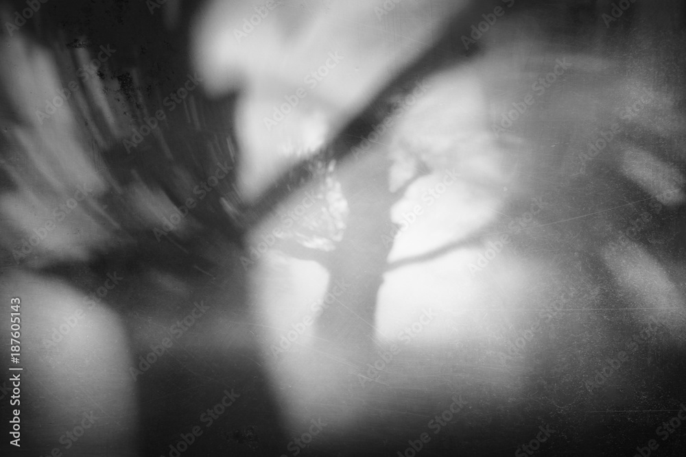 Fototapeta premium koszmarny las z straszną sylwetką drzew i grungy tekstur