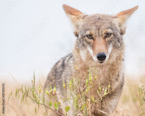 Coyote (Canis latrans), Bernal Heights, San Francisco, California, United States, North America photo