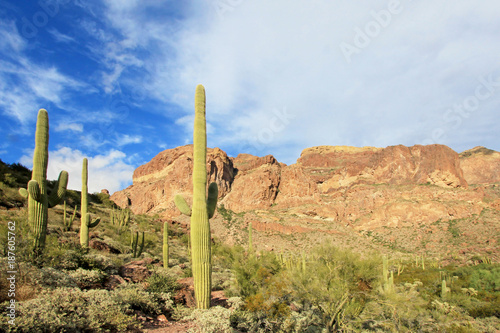 Organ Pipe and Saguaro cactuses in Organ Pipe Cactus National Monument, Ajo, Arizona, USA