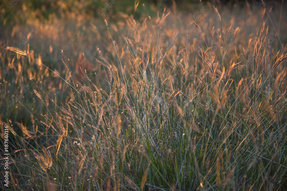 grass flower under light of sunset background grass flower under light of sunset background
