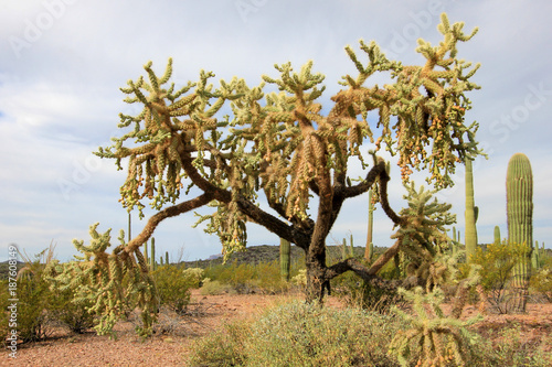 Chain Fruit Cholla cactus in Organ Pipe Cactus National Monument, Ajo, Arizona USA photo