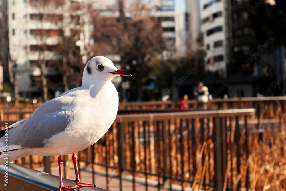 Bird of Larus Ridibundus, aka. Yurikamome in Japan Bird of Larus Ridibundus, aka. Yurikamome in Japan