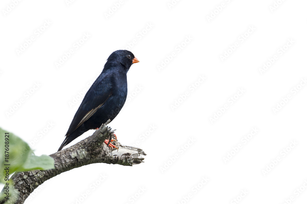 Village Indigobird in Kruger National park, South Africa Village Indigobird in Kruger National park, South Africa