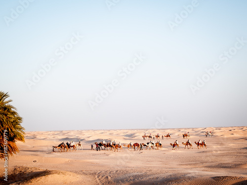 desert of the Sahara at Douz in Tunisia caravan of camels on the sand