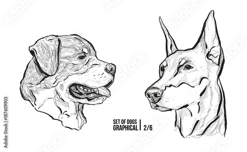 Set of portraits of dogs. Breeds Rottweiler and Doberman. Graphical vector illustration