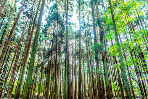 Tree in forest.