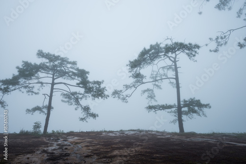 Forest path with pine and mist