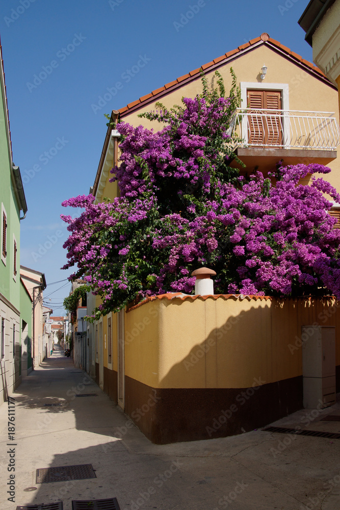 little alley with lila flowers