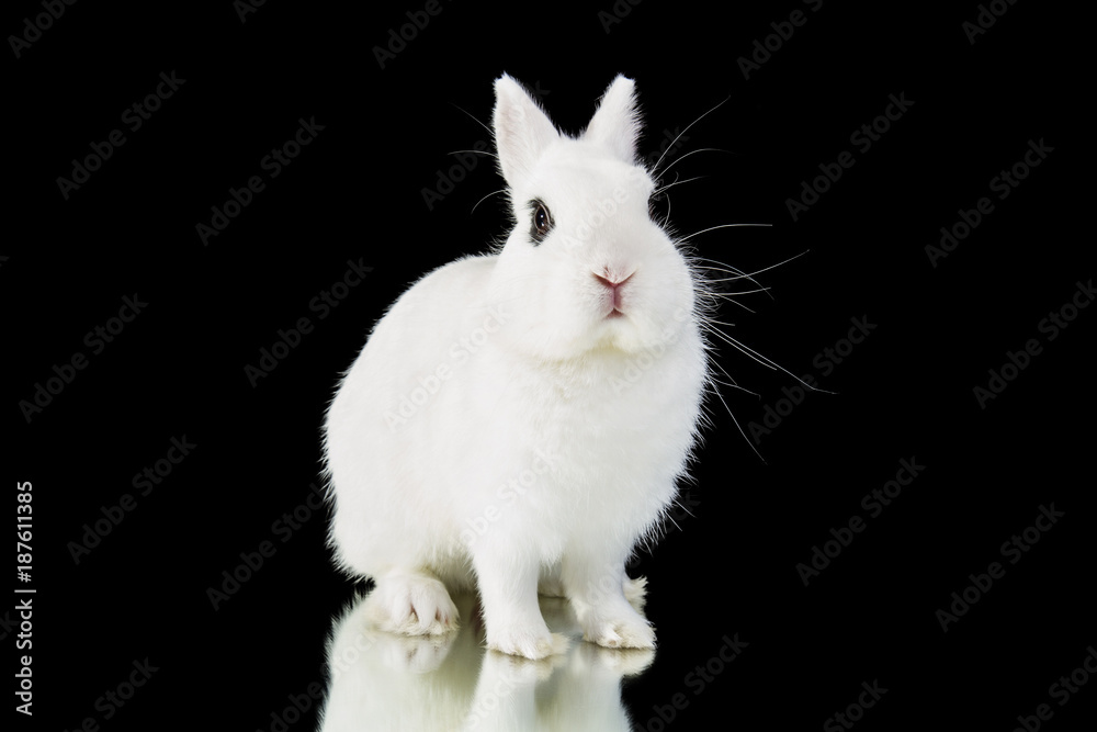 rabbit on black background