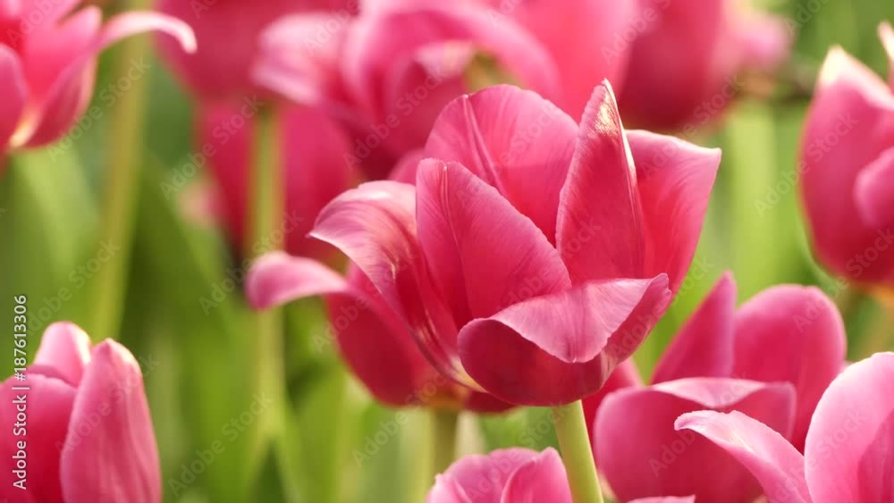 Beautiful tulips in garden, 4K.	