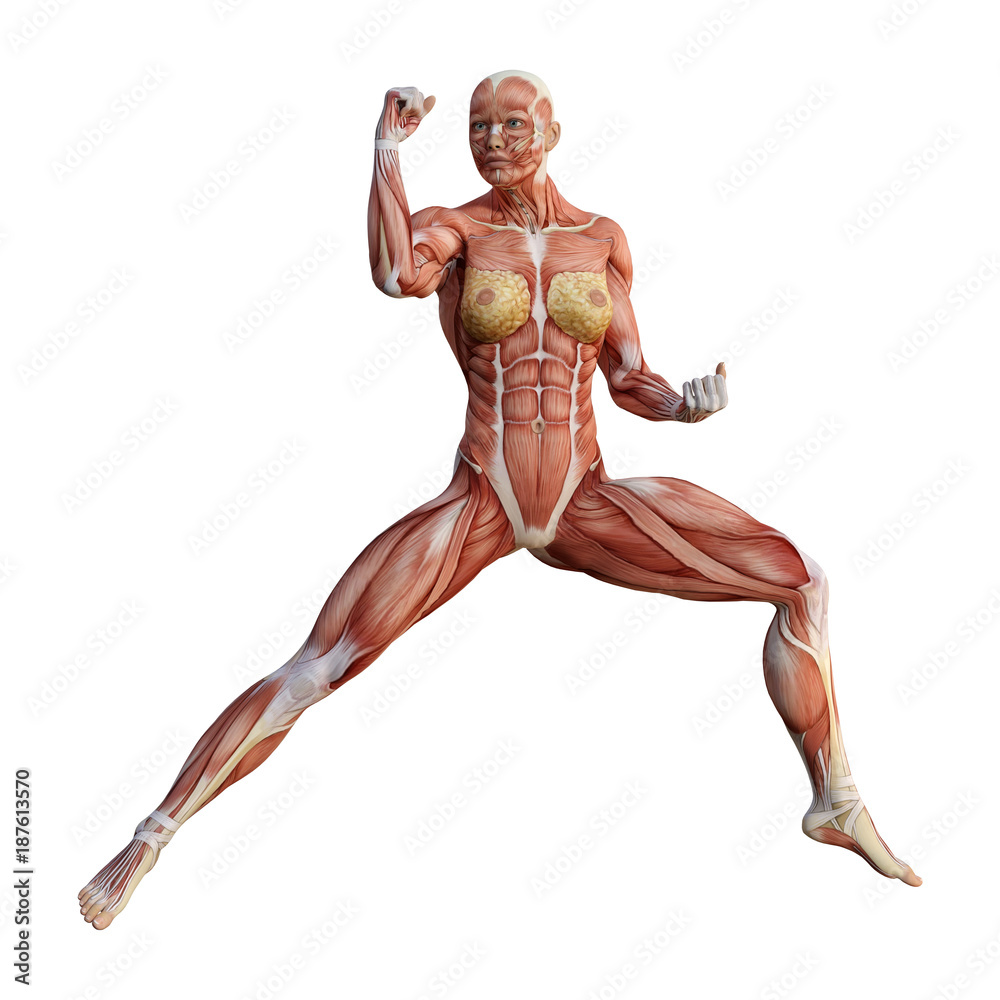 3D Rendering Female Anatomy Figure on White