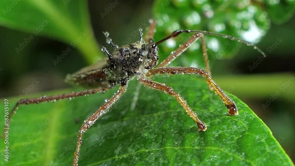 Assassin bug beetle on leaves in tropical rain forest. Assassin bug beetle on leaves in tropical rain forest.