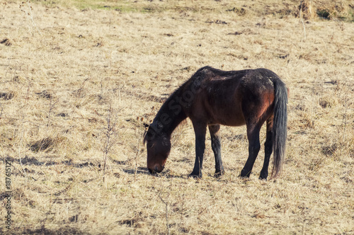 Wallpaper Mural Red horse with long mane in flower field against sky Torontodigital.ca