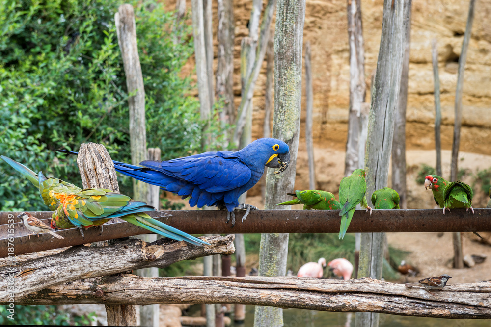 Naklejka premium Parrots of the Amazon breed. 