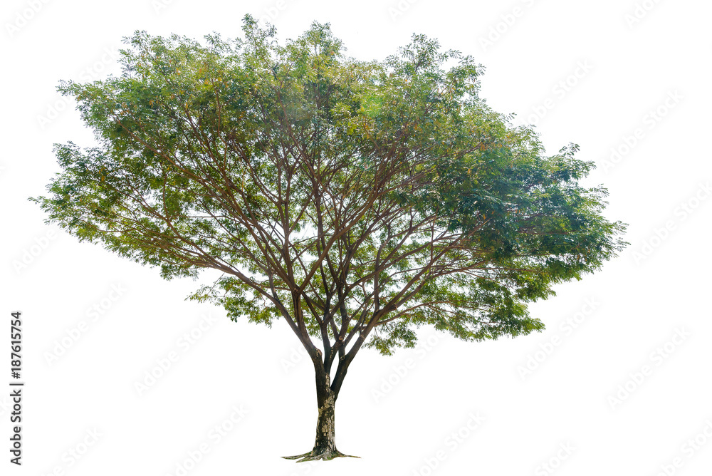 Isolated big tree on white background Isolated big tree on white background
