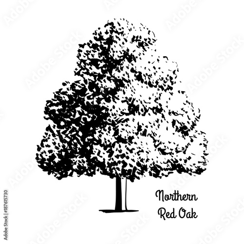 Vector sketch illustration. Black silhouette of Northern Red or Champion Oak isolated on white background. Drawing of Quercus Rubra, New Jersey state tree, Prince Edward Island provincial tree.