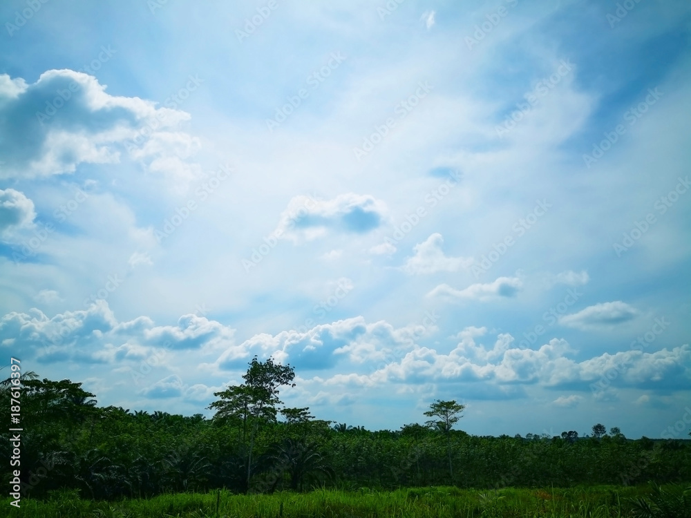 Cloudy blue sky above oil palm plantation in the sunny day. Cloudy blue sky above oil palm plantation in the sunny day.