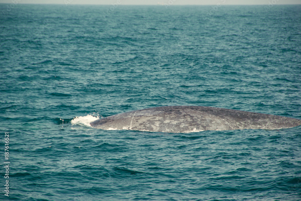 Fototapeta premium Huge Wild blue whale swimming in indian ocean. Wildlife nature background. Space for text. Adventure travel, tourism industry. Mirissa, Sri Lanka. Protection concept. Explore world. Tourist attraction