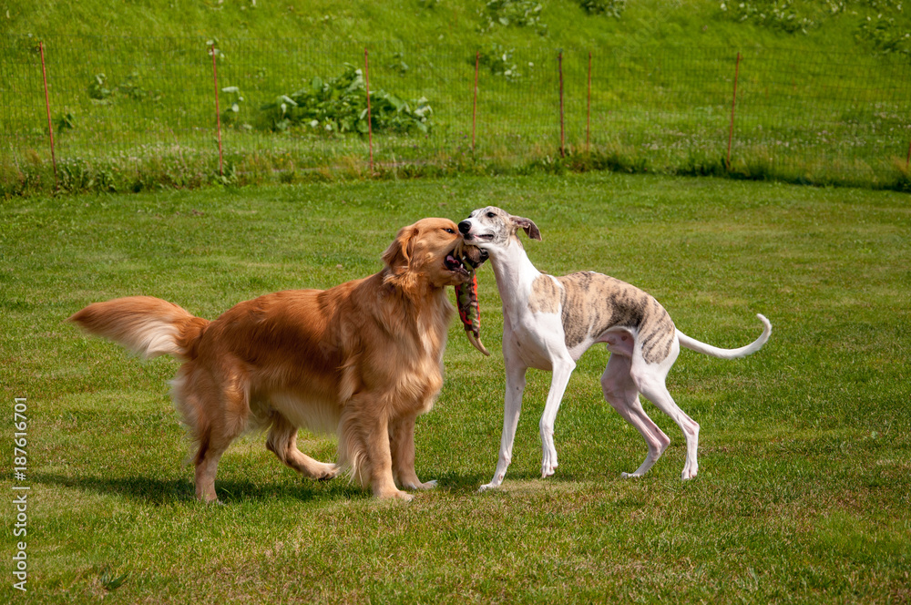 ワンプロ（犬の遊び）