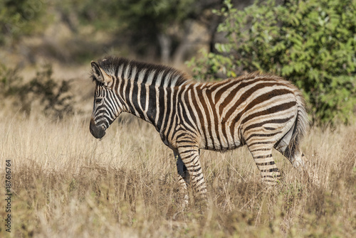 Common zebra 