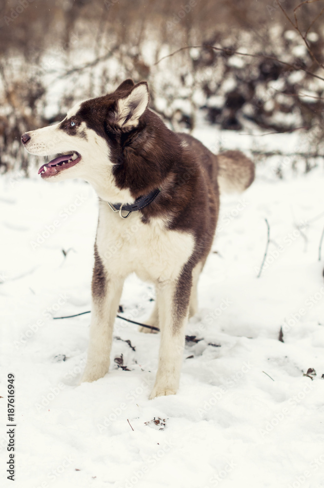 Red husky dog running in snow