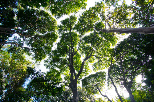 Trees or jungle background looking from the ground