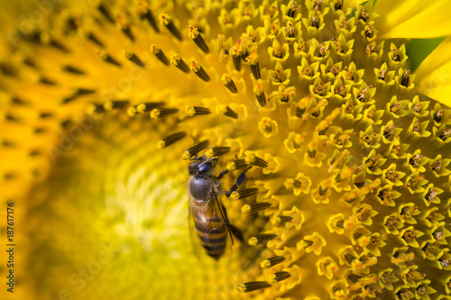 Asian honey bee, Apis cerana, working on collecting nectar and pollens from a sunflower and become a nature crop pollination. 