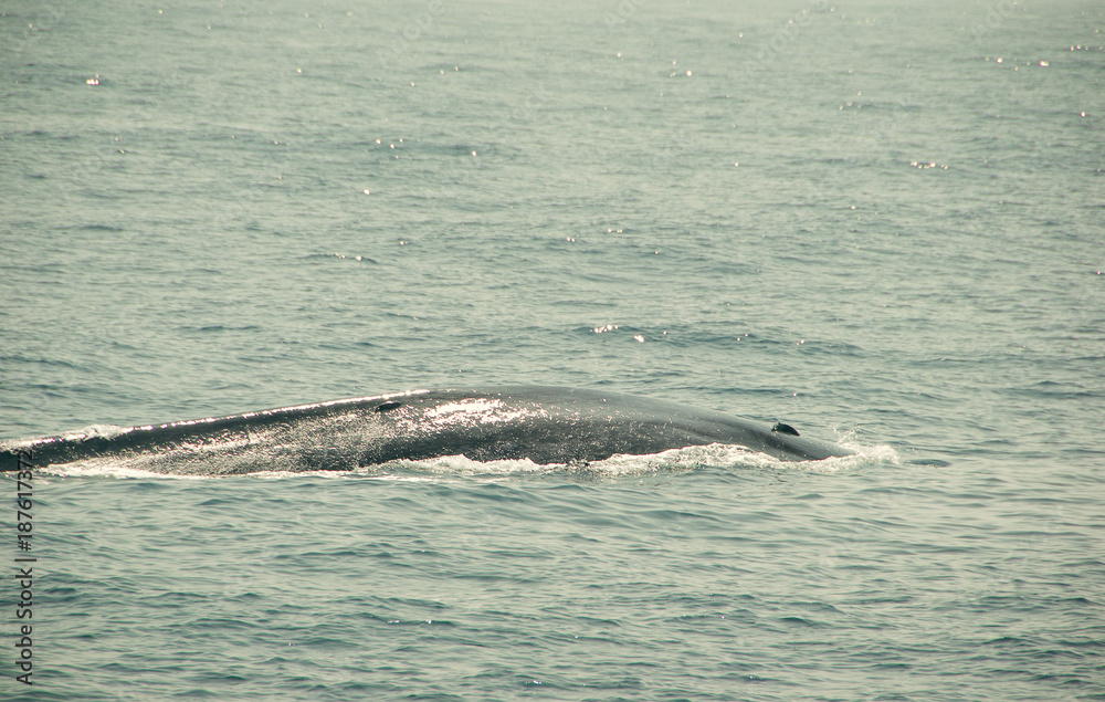 Naklejka premium Huge Wild blue whale dives in indian ocean. Wildlife nature background. Adventure travel, tourism industry. Mirissa, Sri Lanka. Protection concept. Explore world. Tourist attraction. Water reflection