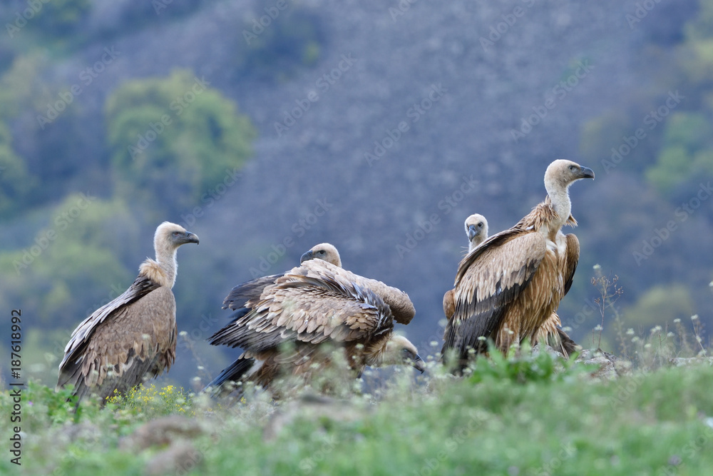Fototapeta premium Group of Griffon Vultures in the top of the Mountains