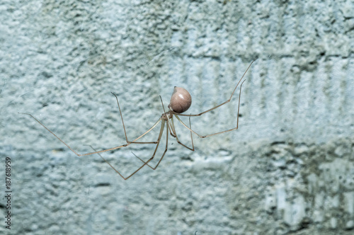 Common house hold Spider, the daddy long leg, or cellar spider, also known as vibrating spider photo