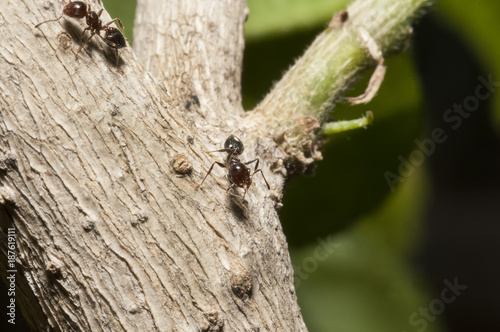 Red wood ants pheromone transmission