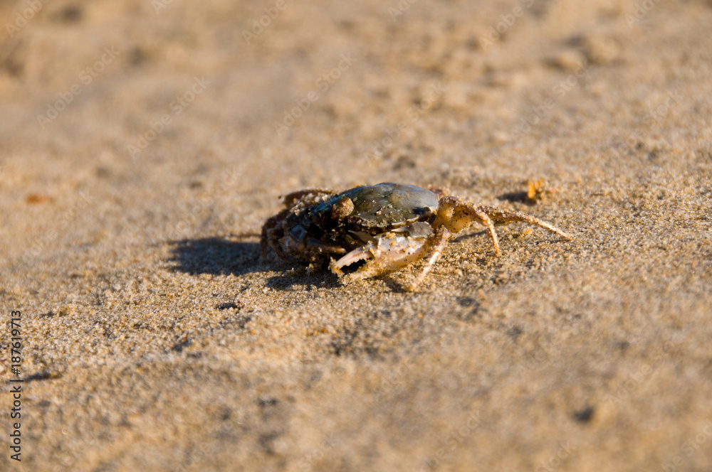 Ghost crab digging hole in the sand