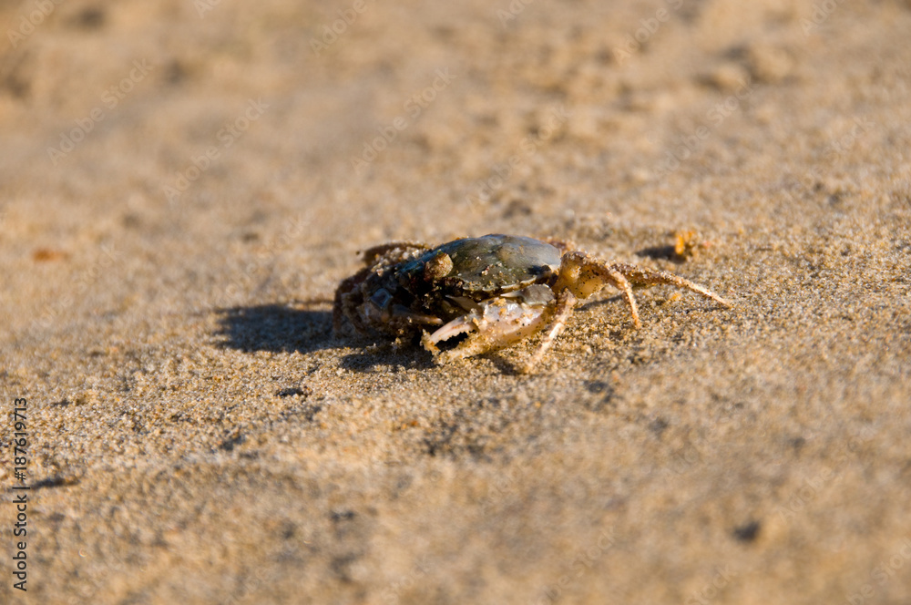 Ghost crab digging hole in the sand Ghost crab digging hole in the sand