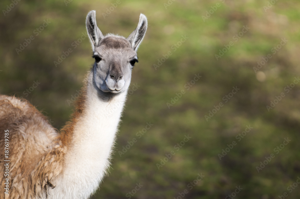 Portrait of a Guanaco chewing on something, and listening with both ears ahead