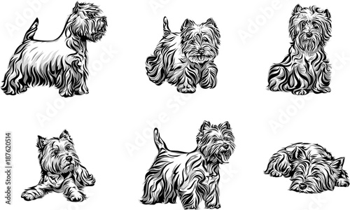 west-highland-white-terrier