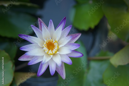 Beautiful purple Waterlily or lotus  colorful  top view in pond.
