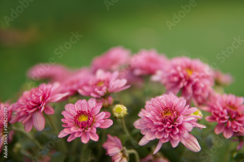 Pink Chrysanthemum Prius Splendid flower background, Pink flowers with copy space.