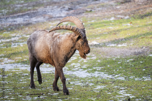 Siberian ibex , Capra Siberia.
